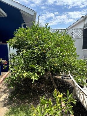 Before (Lemon Tree)