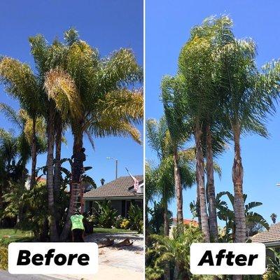 before and after palm tree work