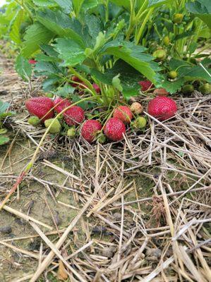 The Berry Patch