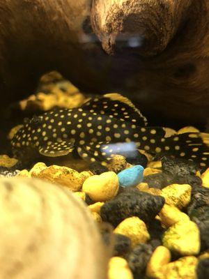 gold nugget pleco