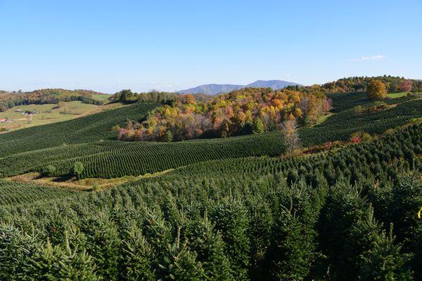 Our trees come from a beautiful tree farm in North Carolina