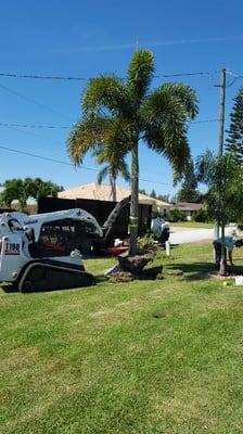 Palm tree installation