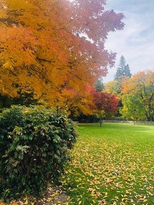 Fall in Lithia Park