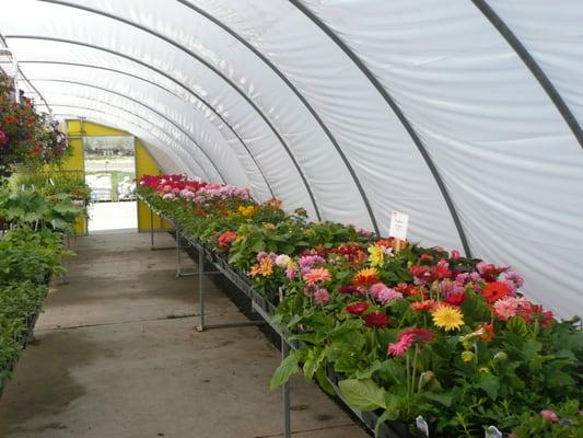 Greenhouse in bloom!