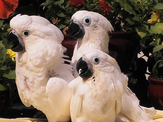 Handfed Baby Umbrella Cockatoos. The sweetest species of parrot period.