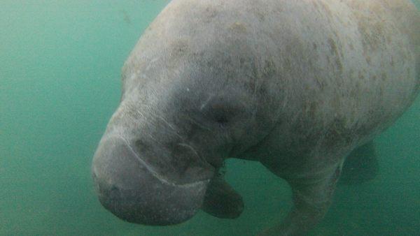 Big mama manatee