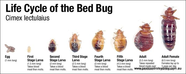 Bedbug Life Cycle