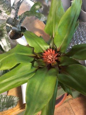 New Bromeliad...really nice call for availability 281-558-1500