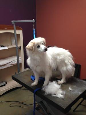 Boe before his furminator treatment.