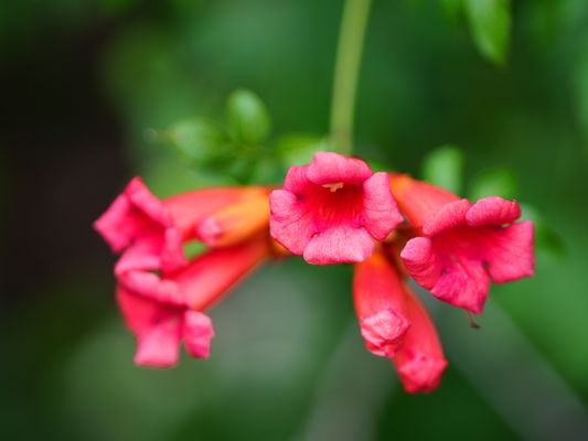 Campsis Radicans, the "trumpet vine"