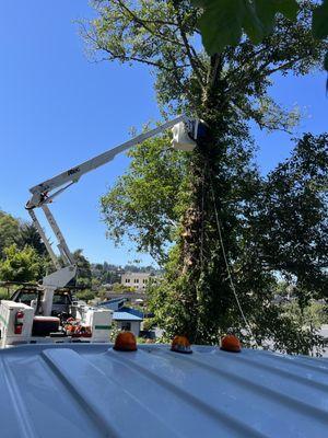 Youngs River Tree Service