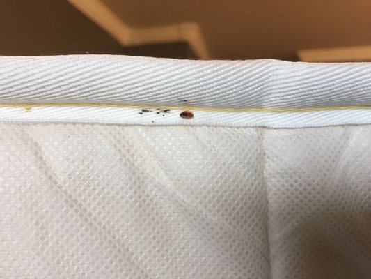 Bed bug activity