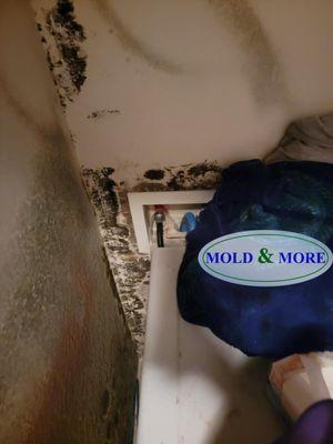 Mold & More