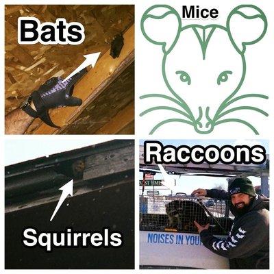 Noises in your attic? Bats, Mice, Squirrels or Raccoons we can help!