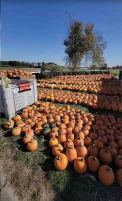 Paulson's Pumpkin Patch