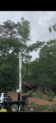 Cutting off the very top of the tree and lowering it safely down to the ground.