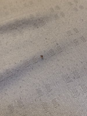 Tick we found on the bed