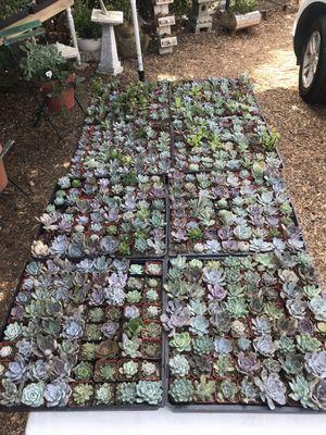 Succulents $1 each