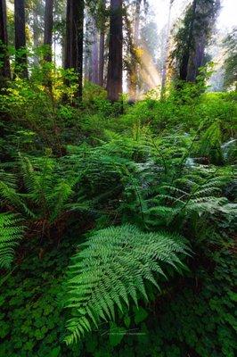 A forest scene in Northern California.