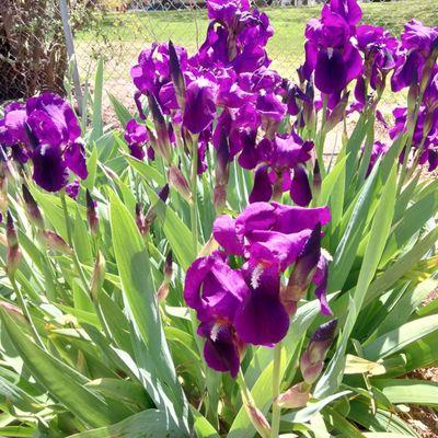 5/3/24 No roses yet but the purple iris are in full bloom!