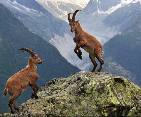 The line of the Ibex leads straight to the top