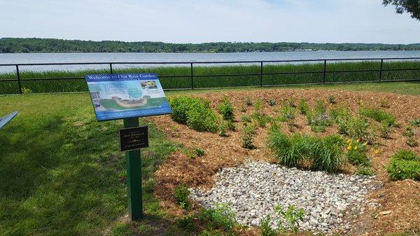 Wonderful rain garden out back