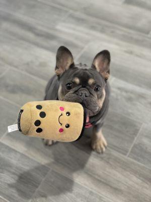 My precious puppy playing with the staff