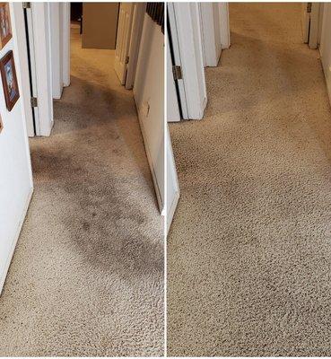 Our results speak for themselves! A+ Chem-Dry carpet cleaning will leave your carpets looking brand new.