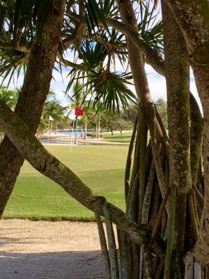 9th hole as seen through banyan tree.