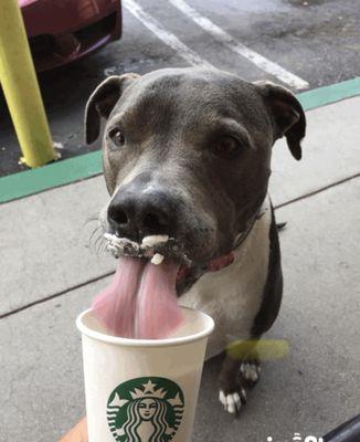 Rocko having a puppicino after a spa day at pet spot