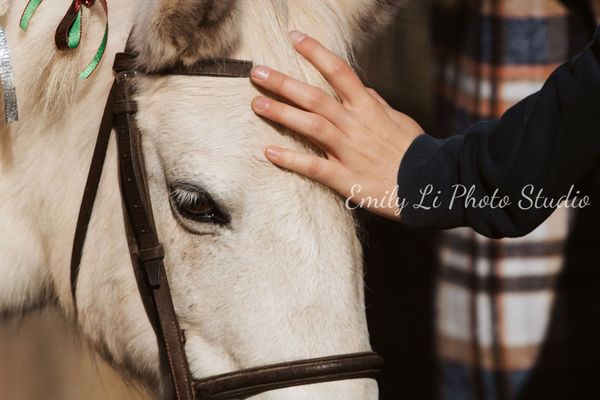 A beautiful SHEW program pony rescued from the slaughter pipeline