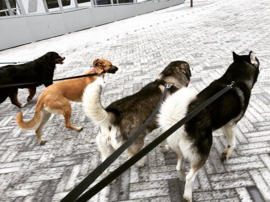 PupView Pack Walk With Scout, Lana, Aspen & Jagger!