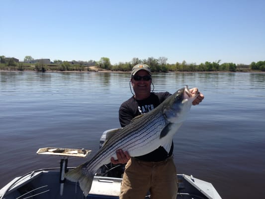 Striped Bass caught on the Delaware River abound a Bass Chaser's guided trip. WWW.DelawareRiverBass.com