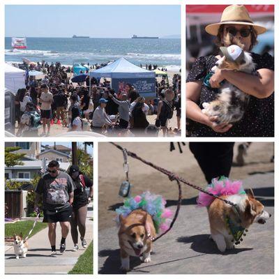 So Cal Corgi Beach Day