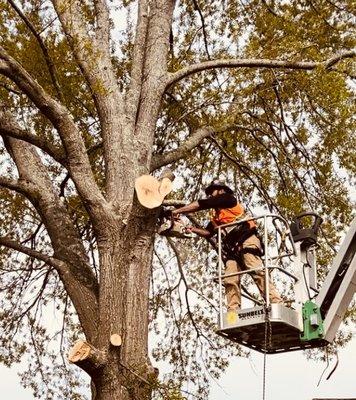 Tree cutting