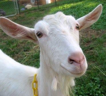 One of the friendly goats