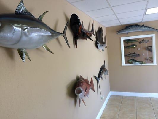 Main lobby wall.  Our fish mount replicas on display are always changing.