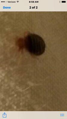 Bed bugs everywhere in this disgusting hotel! Do not stay see my review!!!