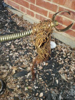 Clogged mainline with roots