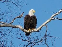 Lots to see on our Greens Bayou Eagle paddle trail including this guy and his family!