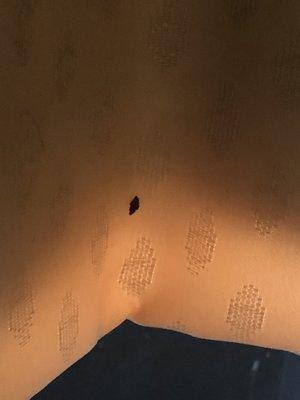 Dead Bug on the drapes