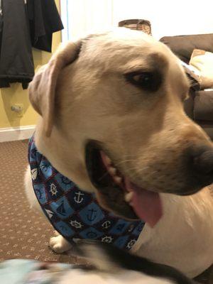 Joey, our therapy dog. Calms everyone in the office!