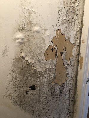 Mold in apartments