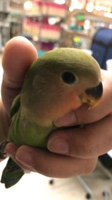 No name yet 5 week old Peach Faced Love Bird...