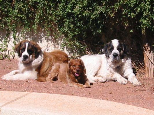 Angie, Niki and Lucky