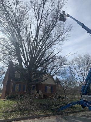 We are removing this tree from top down.