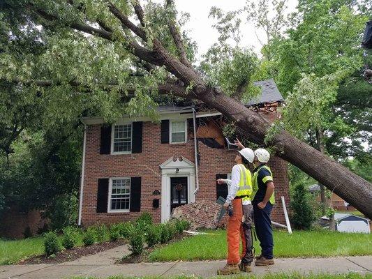 Tree service inspecting a fallen tree in Kansas City