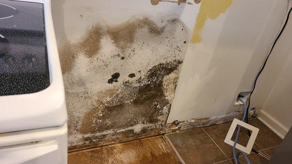 you can see where they fixed a leak behind the refrigerator, but did not completely remove all the mold