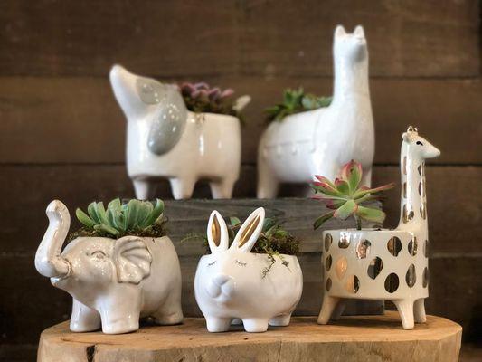 Super CUTE puppy, llama, giraffe, elephant, & bunny succulent dishes