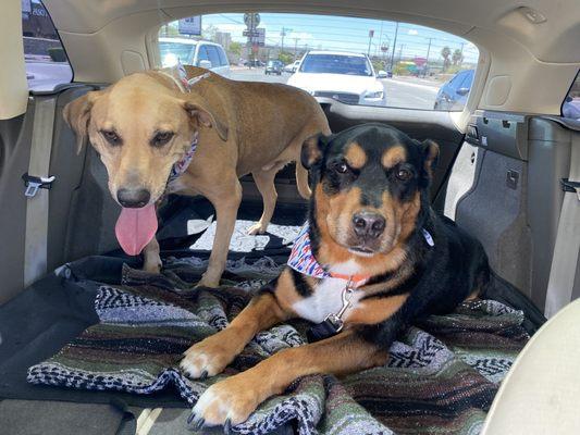 Ride home after their 3 night stay at Spa for Paws